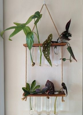 202407 원자력 생산자 수식용 식물 증식 기기