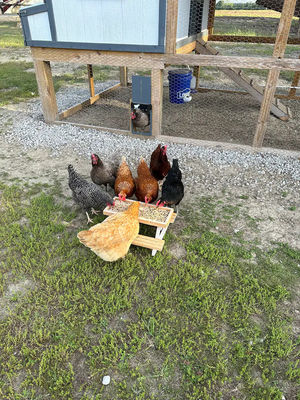 애완동물 먹이용 소형 피크닉 테이블 소형 동물용 닭고기 먹이용