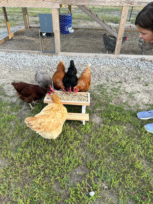 애완동물 먹이용 소형 피크닉 테이블 소형 동물용 닭고기 먹이용