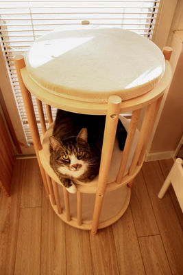 기능 공간 절약 단단한 나무 고양이 둥지 2 층 고양이 가구 나무 고양이 집 동굴 침대