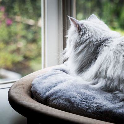 일반 나무 상자 직사각형 반등 디자인과 간편한 관리 구조를 가진 애완 동물 침대