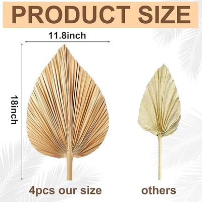 비탈룩스 로고 친환경 콤포스타블 핸드 4 PCS 대형 천연 금 건조한 팜 잎